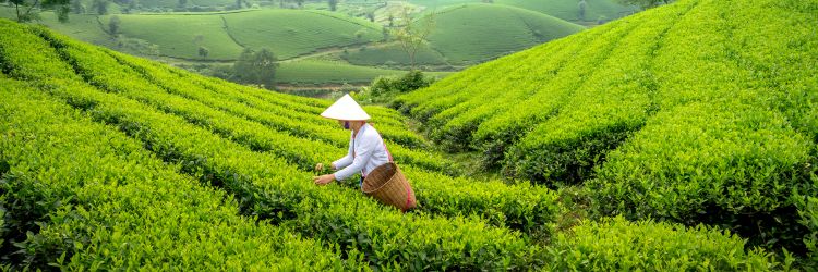 Is Lipton Green Tea Good for You?